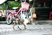 Foto: Cilts sievietes un saldūdens delfīnu meklējumi Borneo